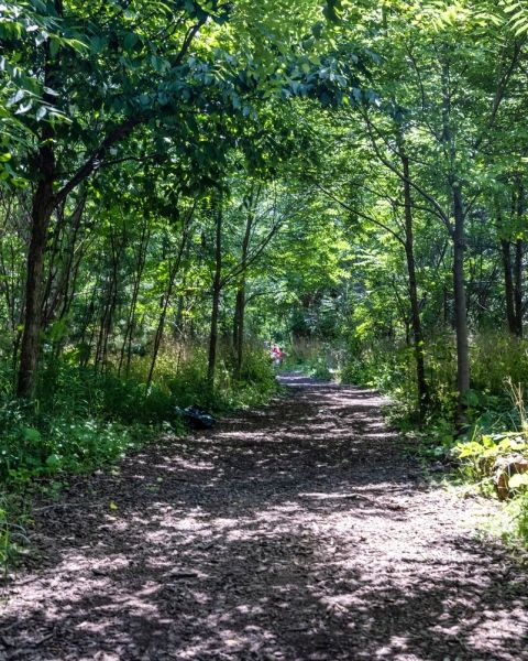 A dirt path through a forest.