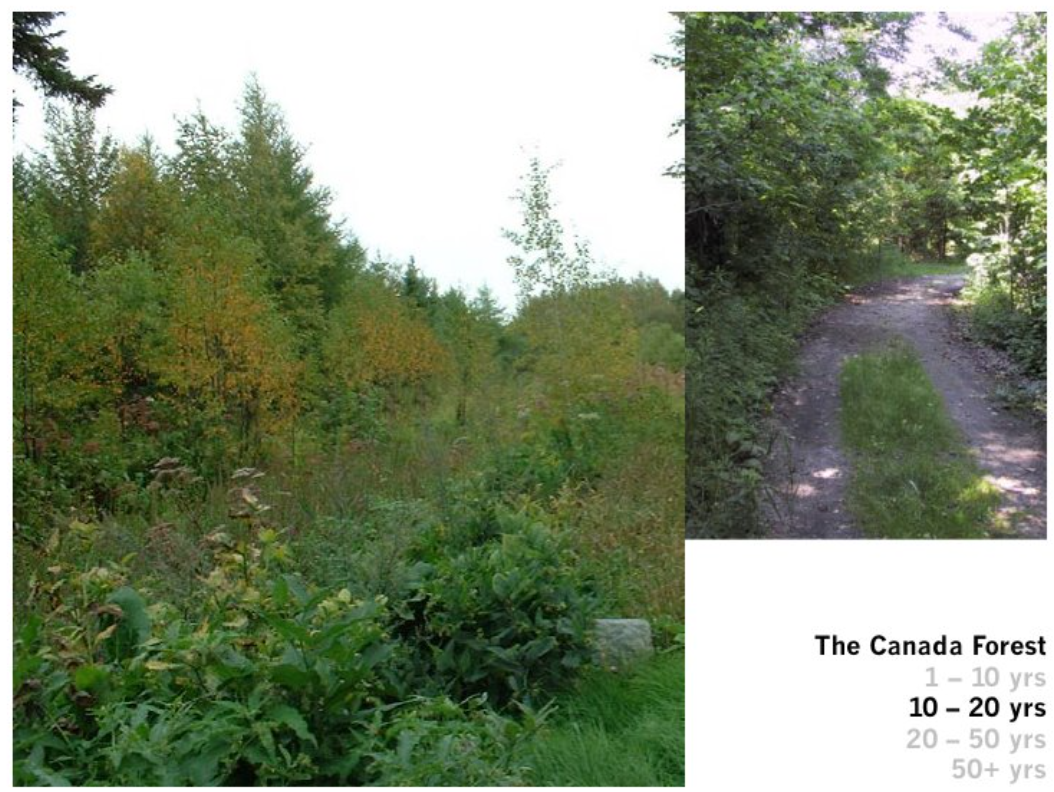 Canada forest