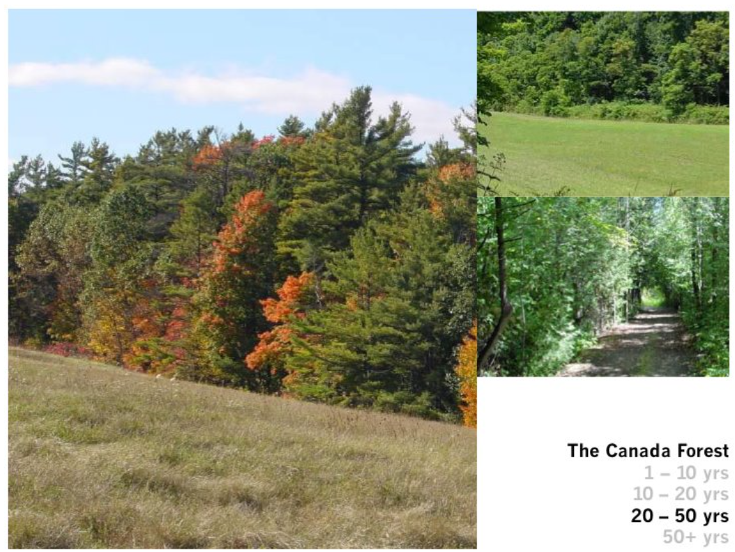 Canada forest