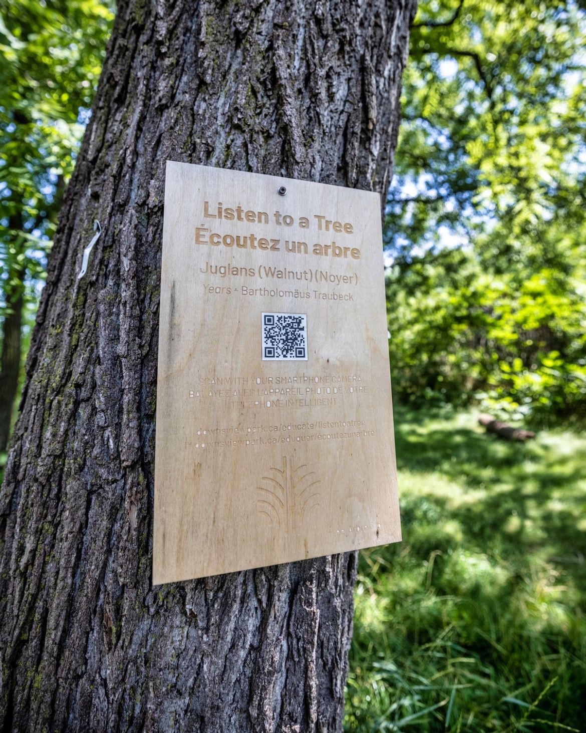 A wooden sign with a QR code on it on a tree trunk in the forest.