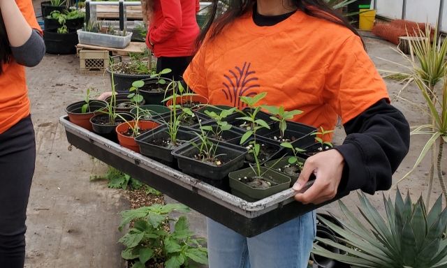 greenhouse