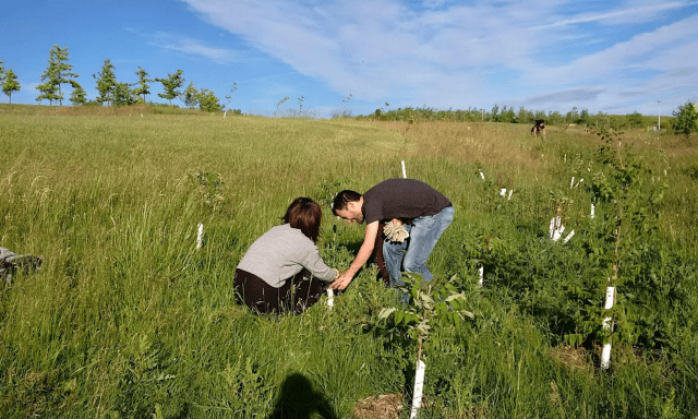 people planting