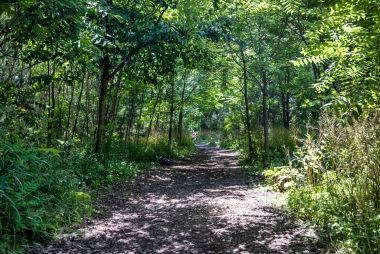 A dirt path through a forest.