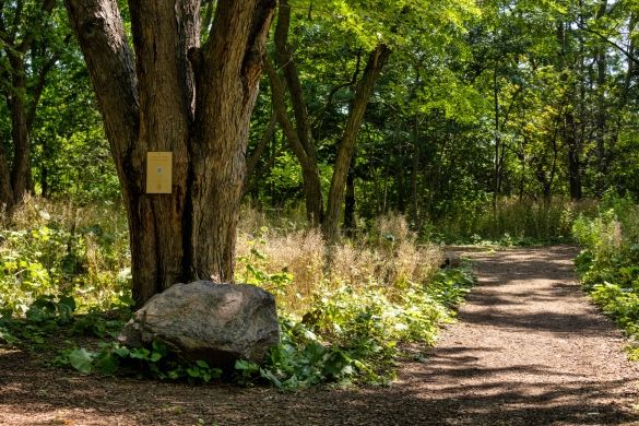 A large tree trunk and a rock along a dirt path in the fores